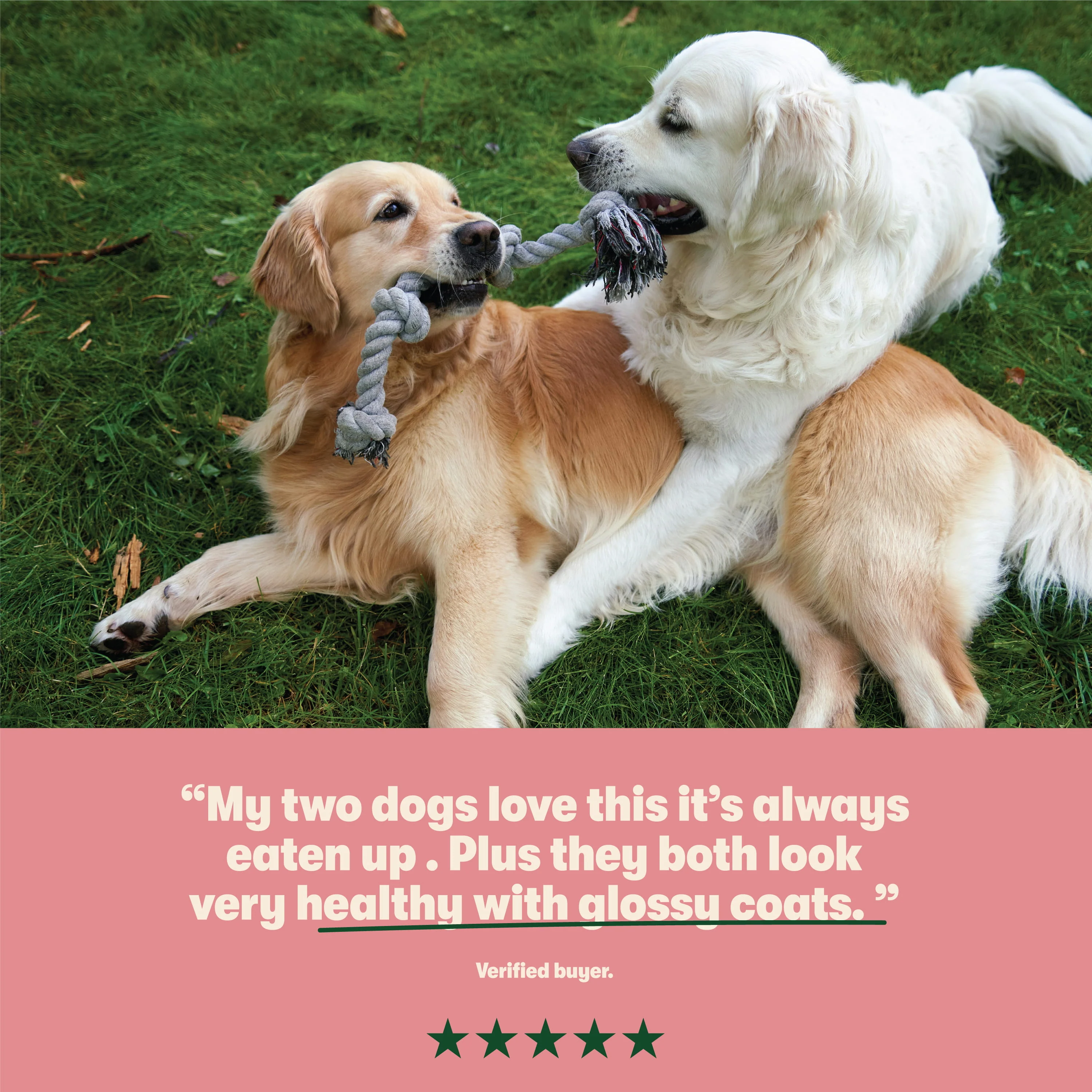 Dry Adult Dog Food Rich in Salmon & Potato 1.7kg - Image 7