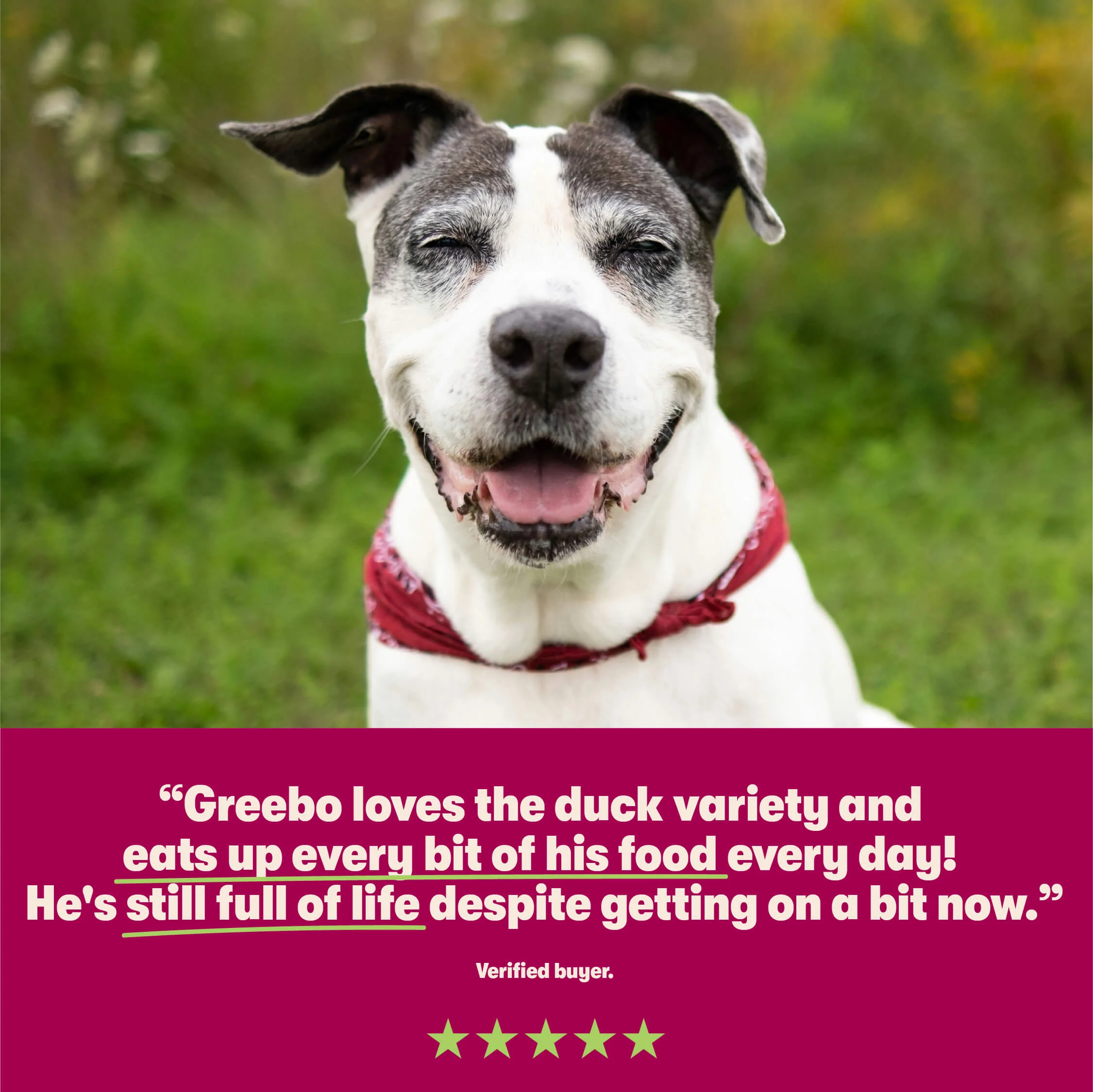 Duck with Potato & Vegetables Grain Free Wet Dog Food 8 x 400g - Image 6
