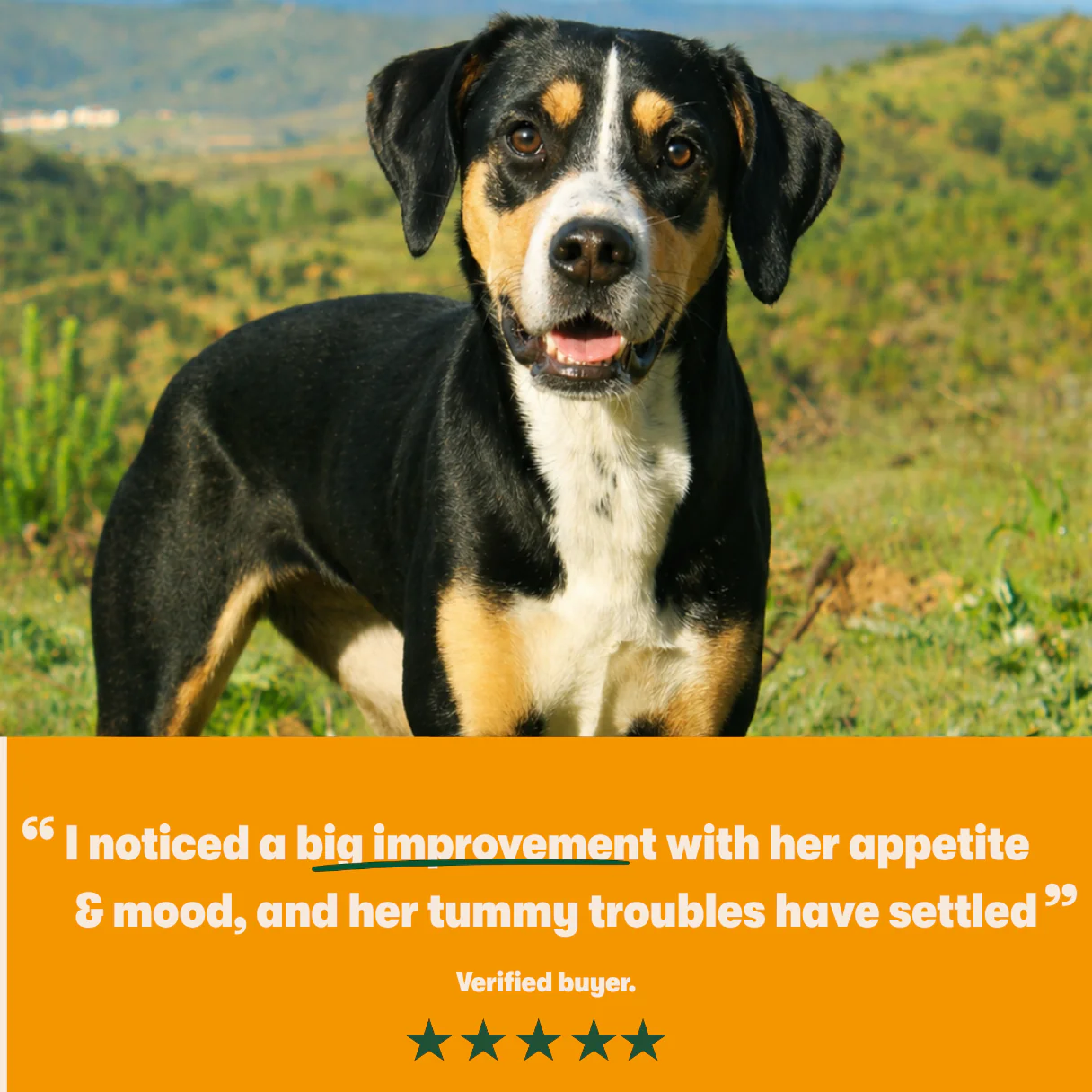 Harringtons Superfoods Grain-Free Dry Adult Dog Food Turkey & Vegetables 1.7kg - Image 6