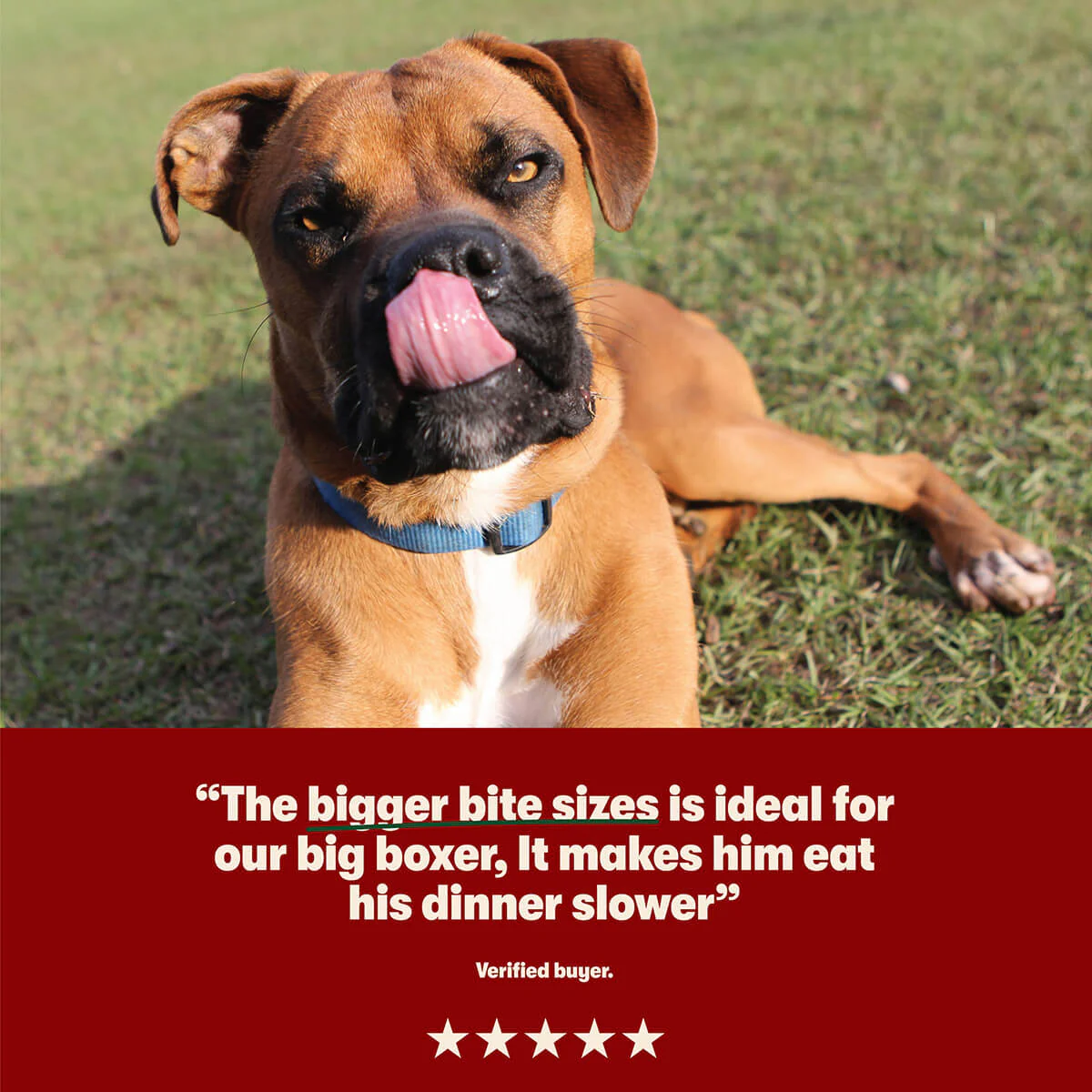 Dry Large Breed Adult Dog Food Rich in Chicken 14kg - Image 6