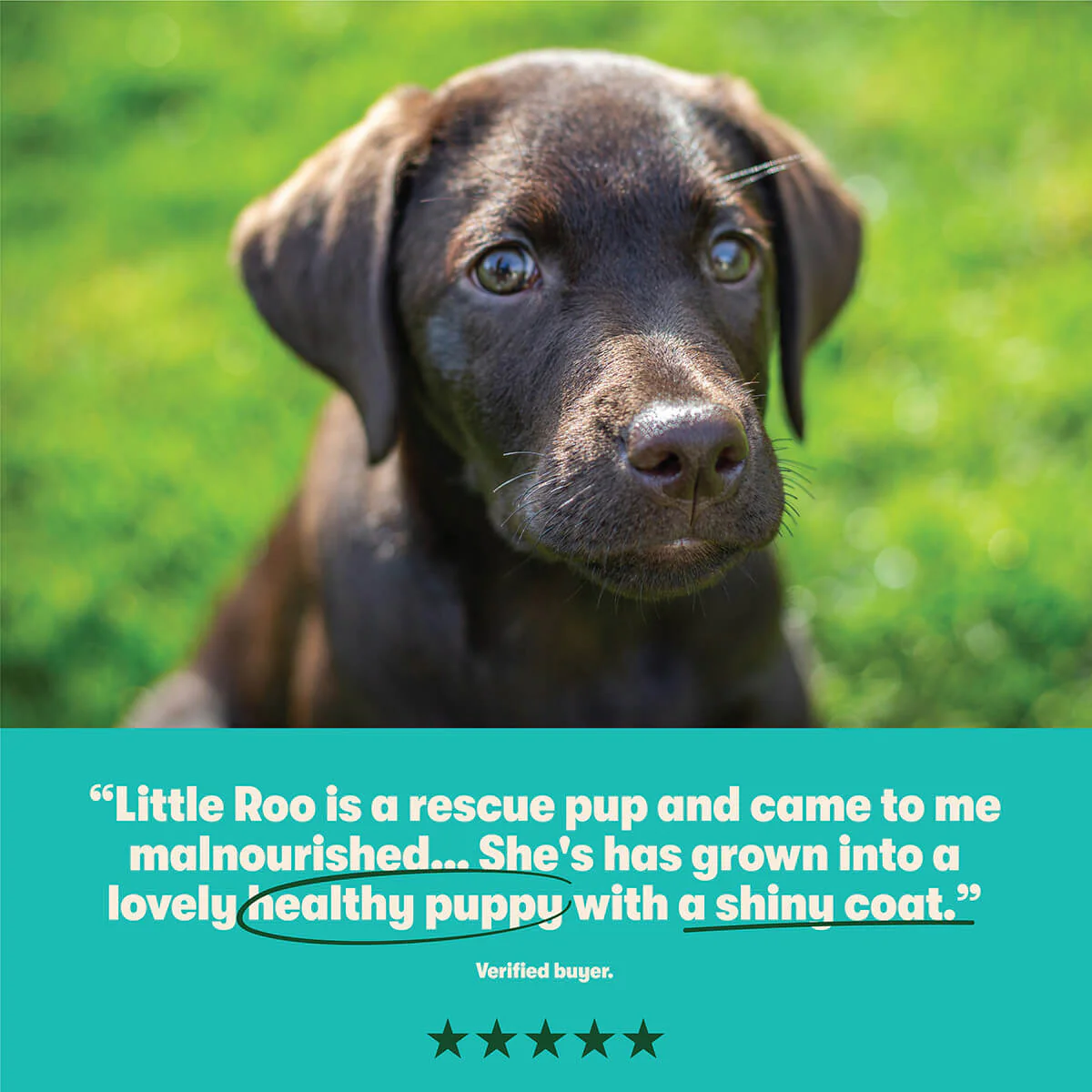 Dry Puppy Food Rich in Chicken & Rice 10kg - Image 6