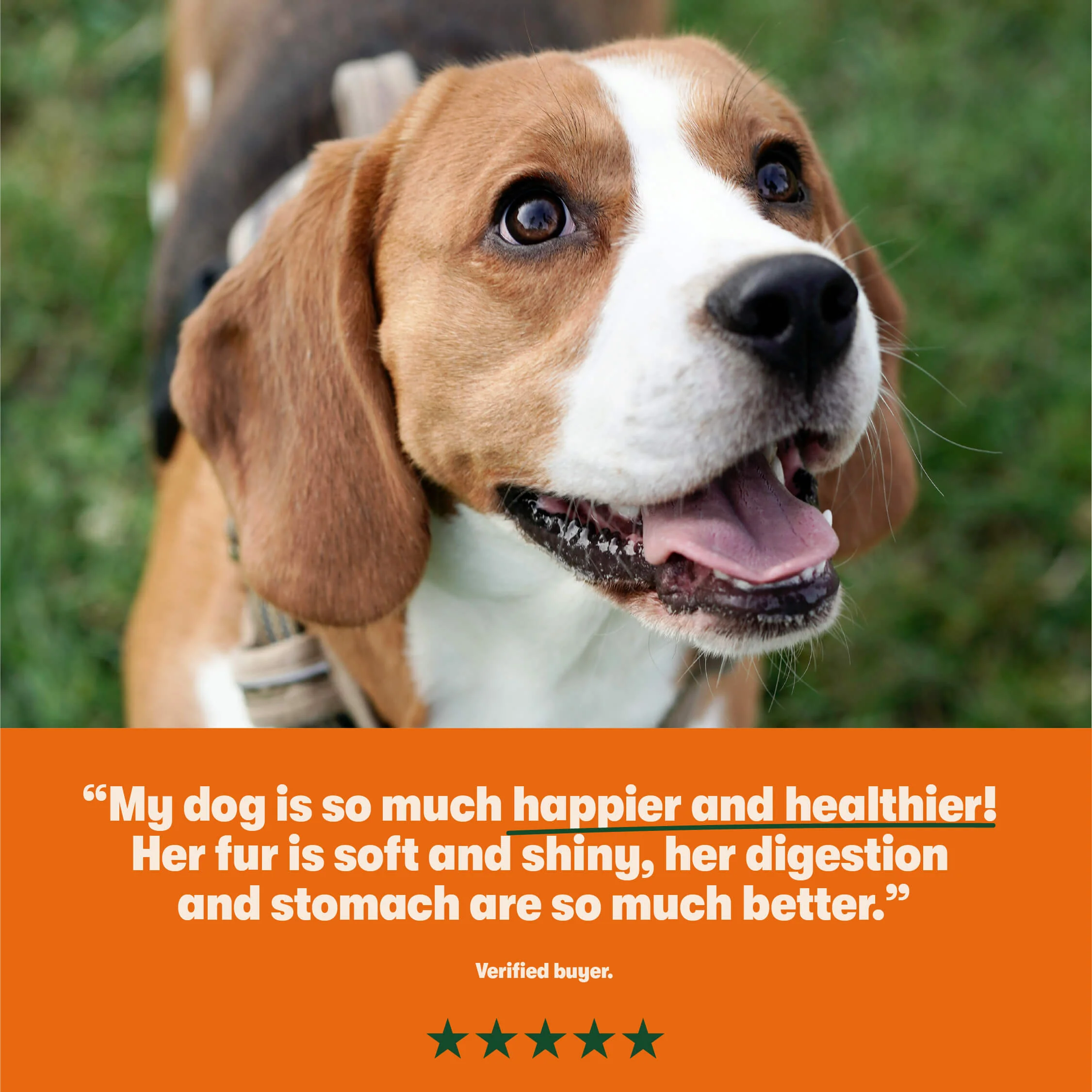 Grain Free Mixed Wet Dog Food Bumper Pack 24 x 150g - Image 6